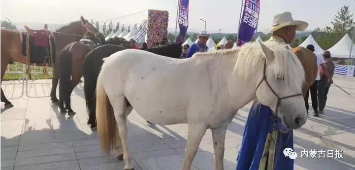 汗血宝马马术表演,汗血宝马蒙古马赛跑