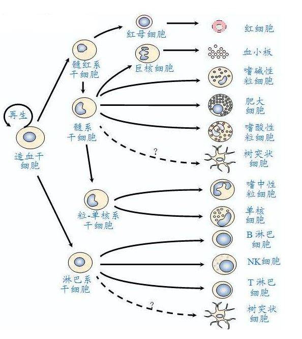 血常规单看不懂？深度解读这些原理后，再也不用到处问。