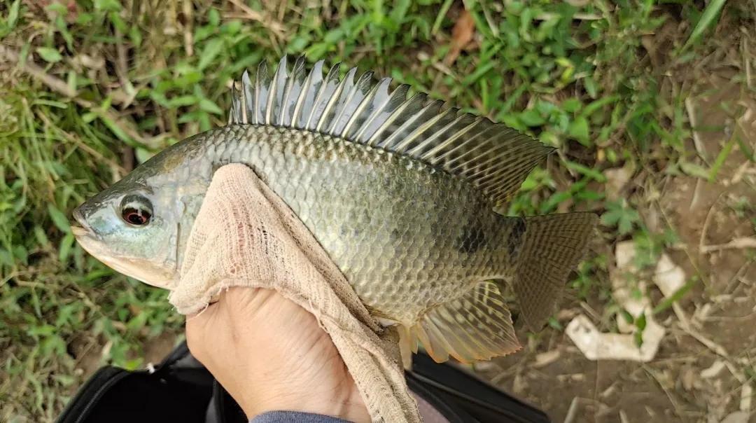 这6种“伤人鱼”是最伤人的,很多钓友被刺过,钓到要注意了