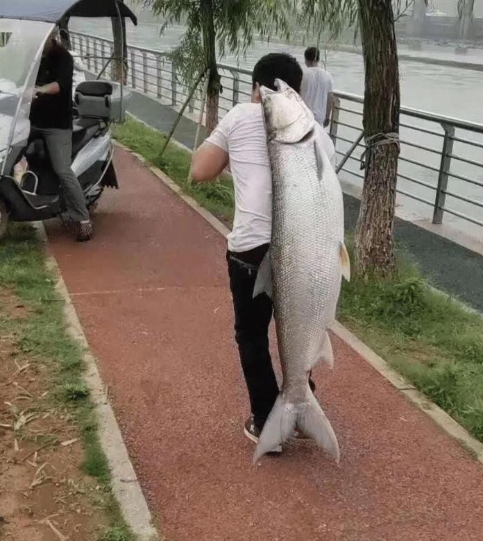 割双眼皮割反了,想割双眼皮又怕不好看