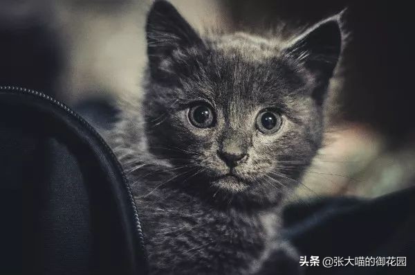 猫咪一听到鞭炮声就会害怕，春节怎么过？聪明的铲屎官都会这样做