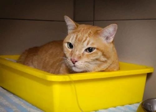 猫崽软便带血怎么办,成年猫咪便便有血什么原因