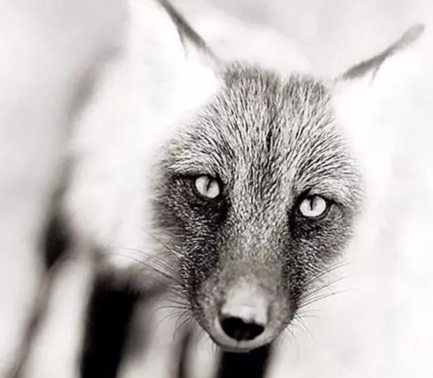 动物成精的十大怪事,除了动物万物都会有灵性