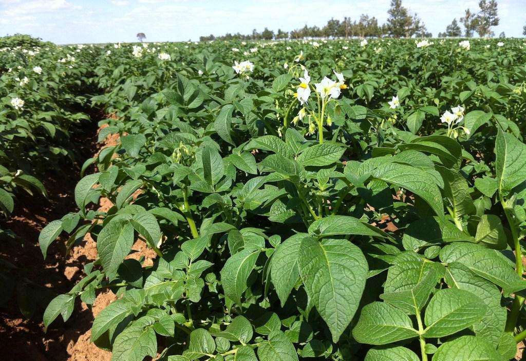 马铃薯膨大期管理,马铃薯如何控旺