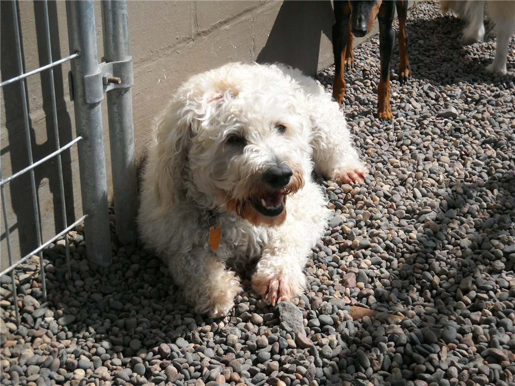 泰迪吃得饱嘛,巨型泰迪两个月皮包骨