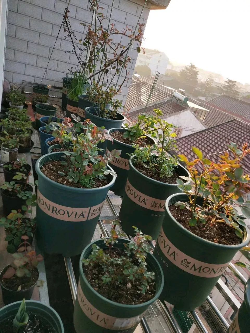 养花就怕土壤带菌!该怎么解决隐患?学会这3招,方便又实用