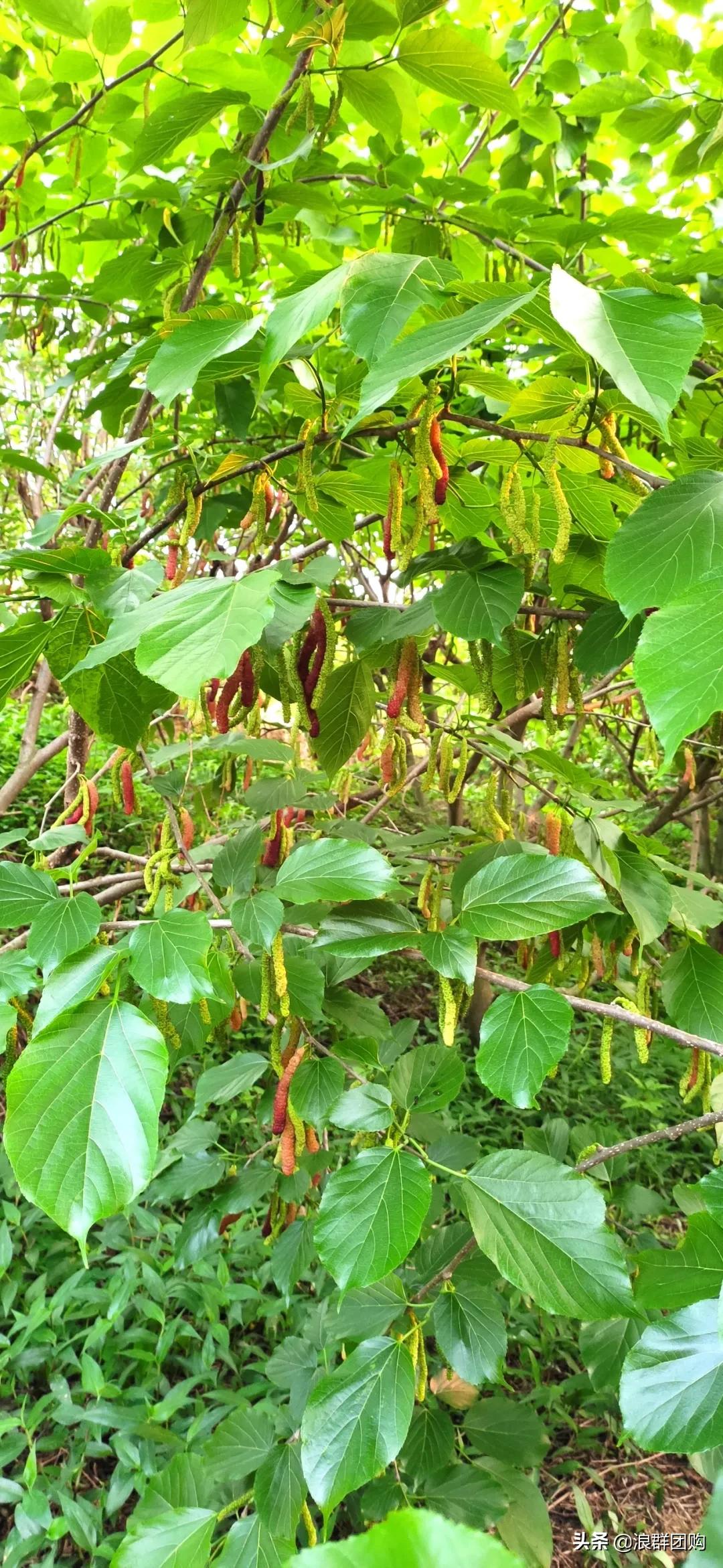 四季果桑有几个品种,新手种果桑哪个品种最好