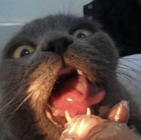 关于EGC身为铲屎官的你知多少？各种皮肤病都可能是EGC！