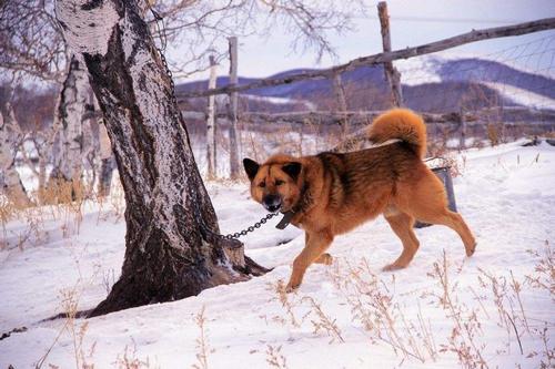 鄂伦春猎犬中国北方的守山犬,猎犬鄂伦春