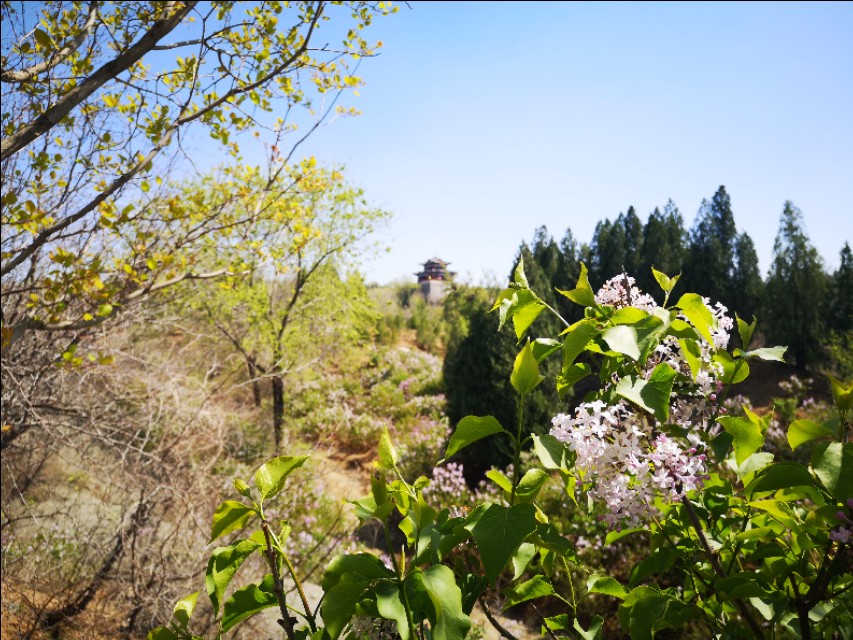 淄博花山公园梅花谷,淄博花山公园