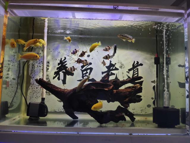 观赏鱼复口吸虫病怎么治,鱼体内虫怎么清除