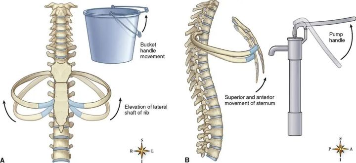 身体太厚是胖吗,身体很胖可是还是很虚是什么原因