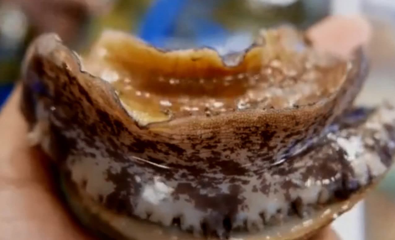 带你见识下世界上最大的鲍鱼,世界上最大的金鲍鱼