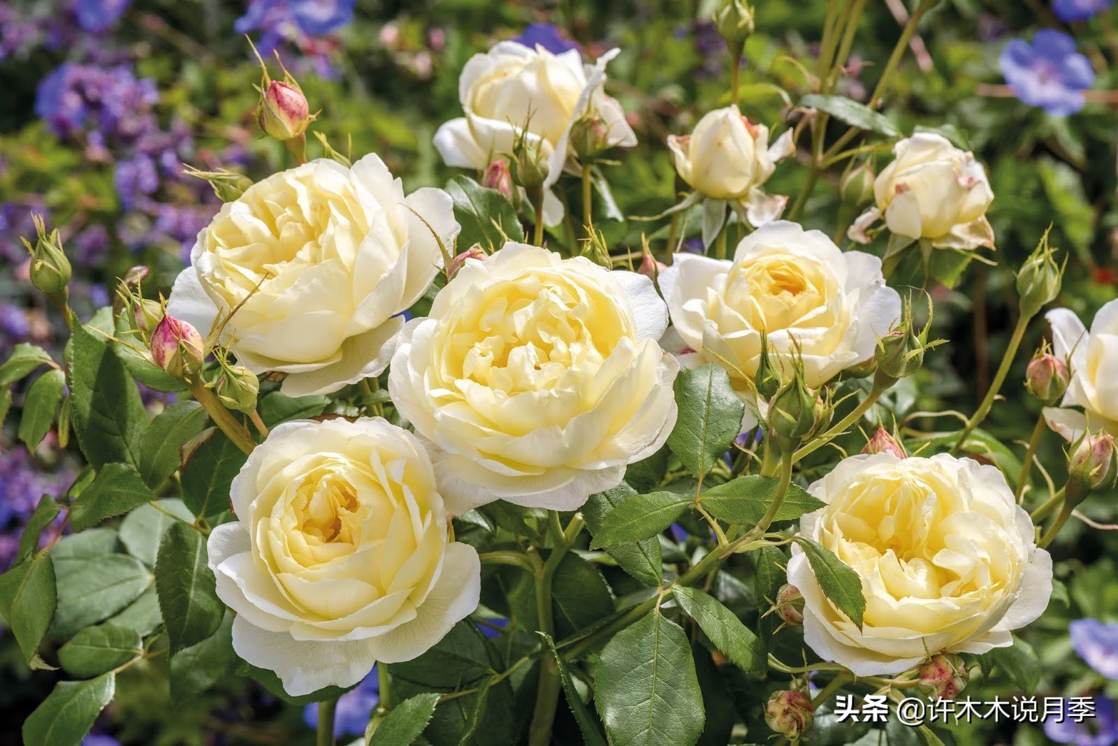 月季叶子发黄别让月季枯萎在手里,月季为什么长着黄叶死掉