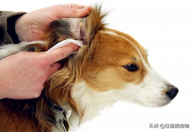 猫狗有耳螨应用内驱还是外驱,什么药治疗猫狗耳螨效果最见效快