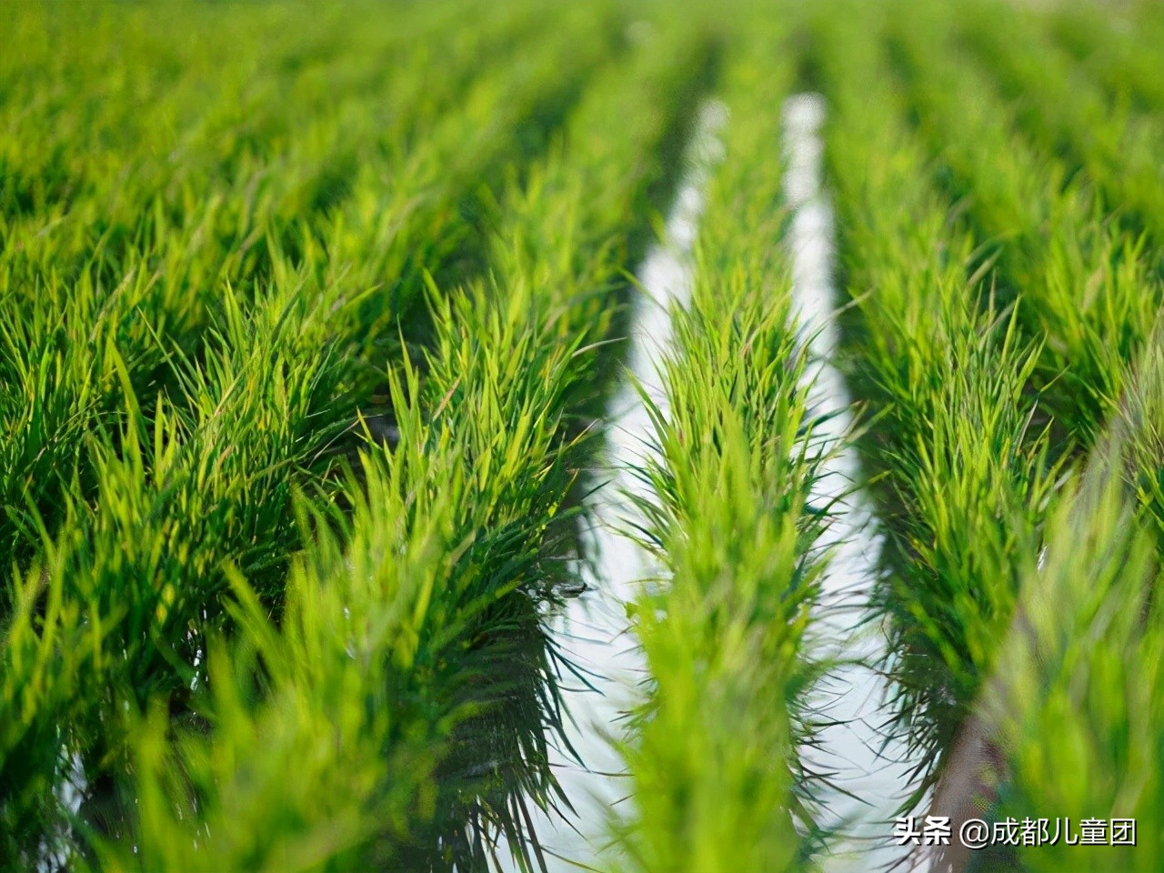 土地四季·禾下乘凉丨给孩子的大地课堂,在自然中自然生长