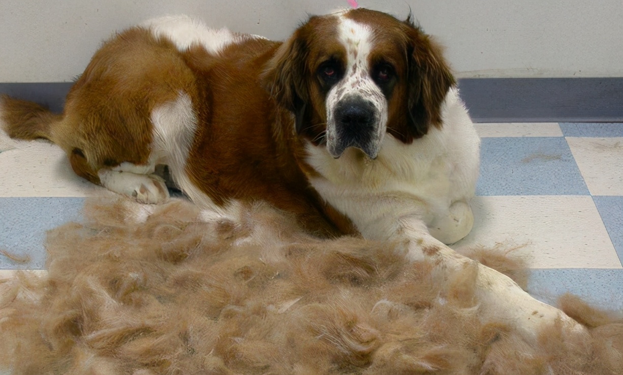 狗狗吃盐分过多会怎么样,狗狗摄入过多油脂会怎么样