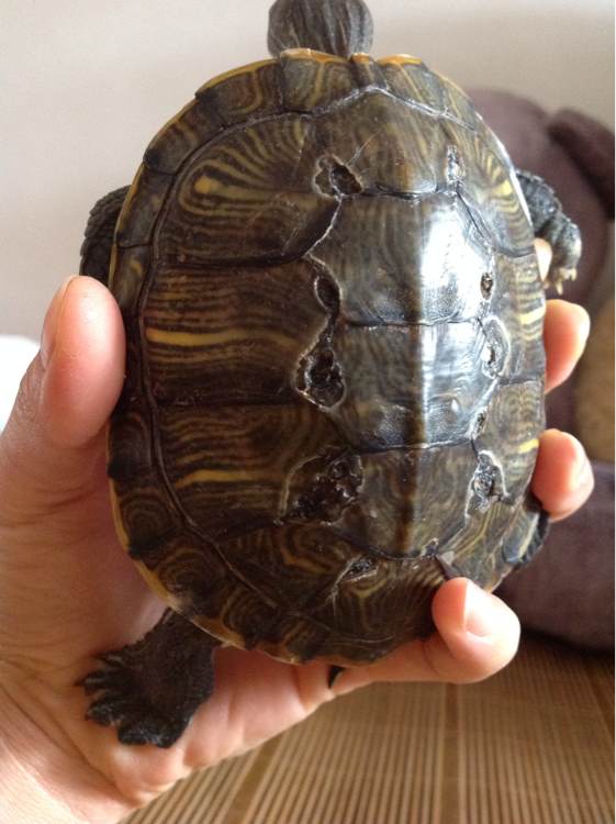 老龟受伤上岸求助？广西钓鱼人西江边碰到罕见大龟，龟背有大伤口