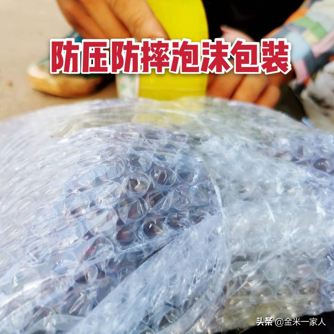 花椒好吃但是摘花椒也辛苦,教给大家采摘花椒的小技巧