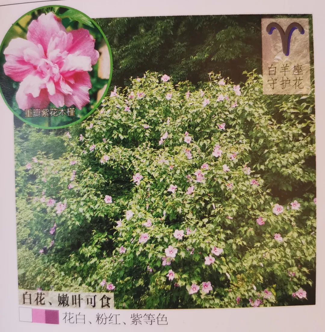 十二星座双子座的守护花,双子座守护花是什么星座