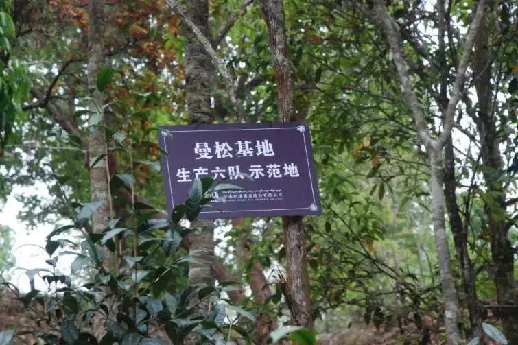 谁才是真正的皇家贡茶,皇家贡茶有多厉害