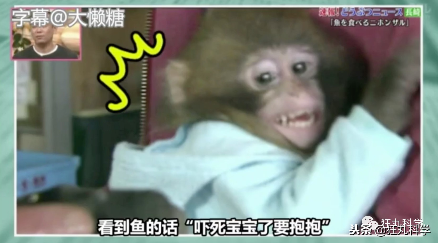 日本秃头猴子吃鱼10个月生发成功，脱发网友求购买链接