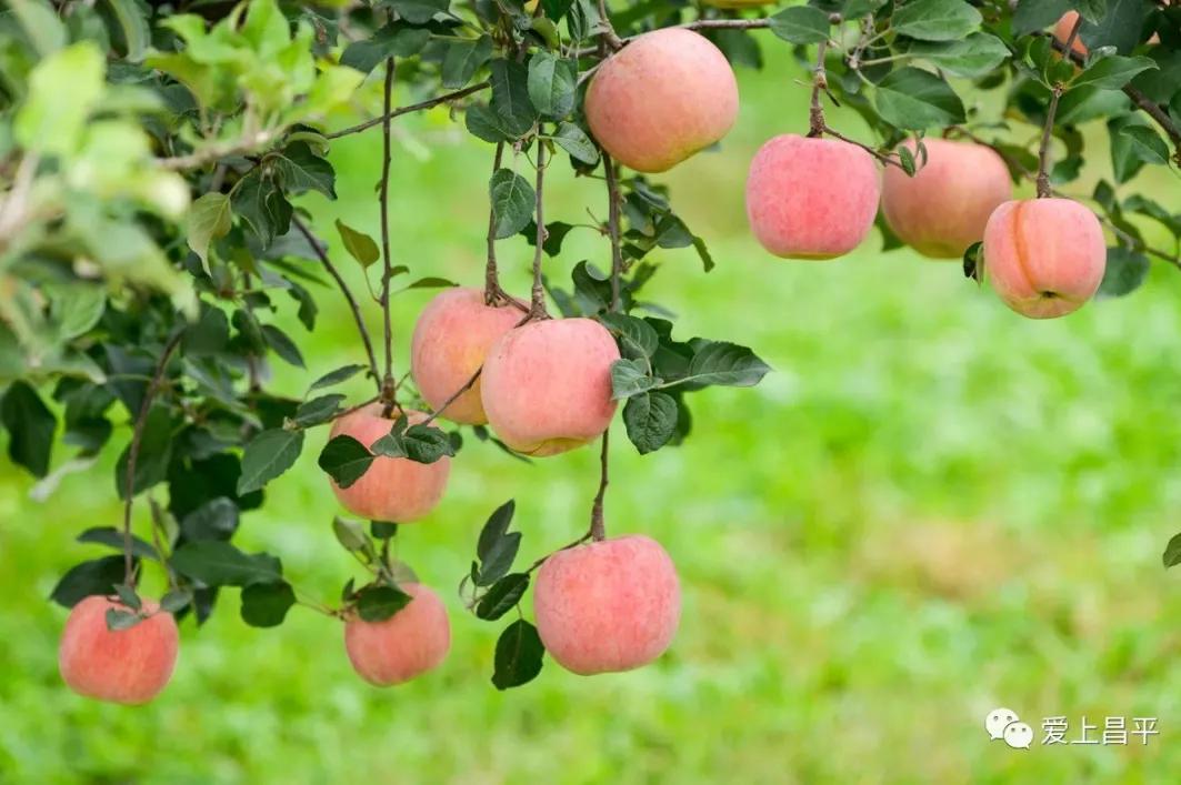 十月的昌平“购意思”，各色活动等您玩转