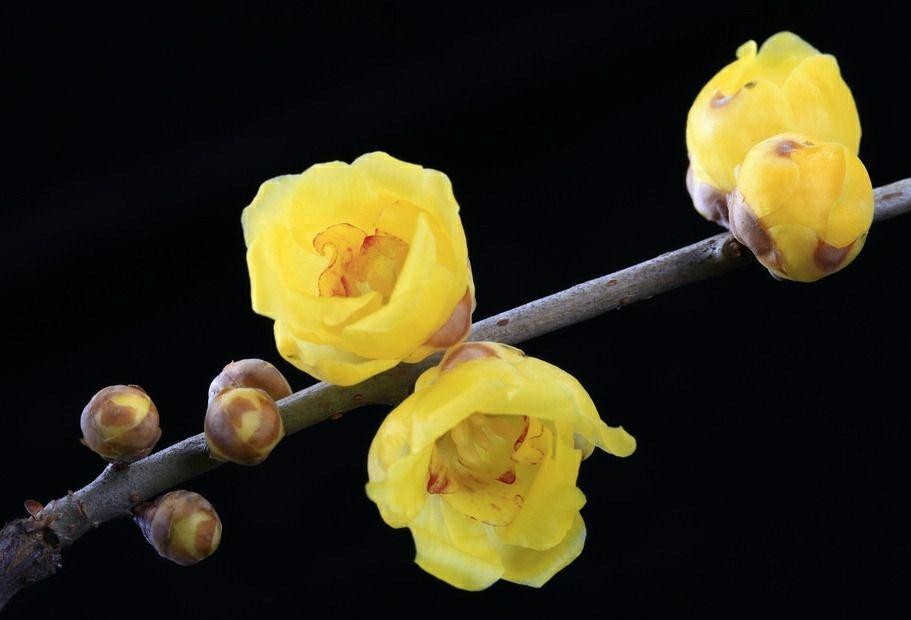 傲雪凌霜的腊梅正在绽放,傲立寒冬的腊梅