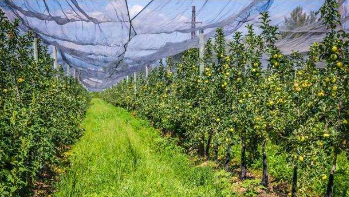 什么除草剂不能在果园使用,这些除草剂千万别在果园用