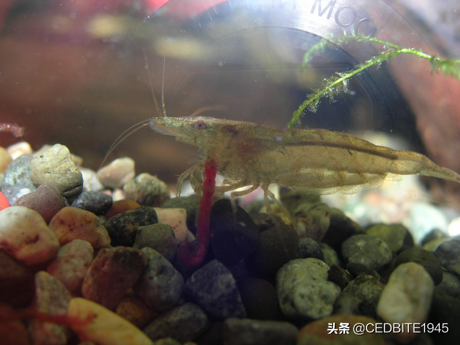 印尼虎鱼小时候很黑长大会变黄吗,如何驯养幼鸟才能听话