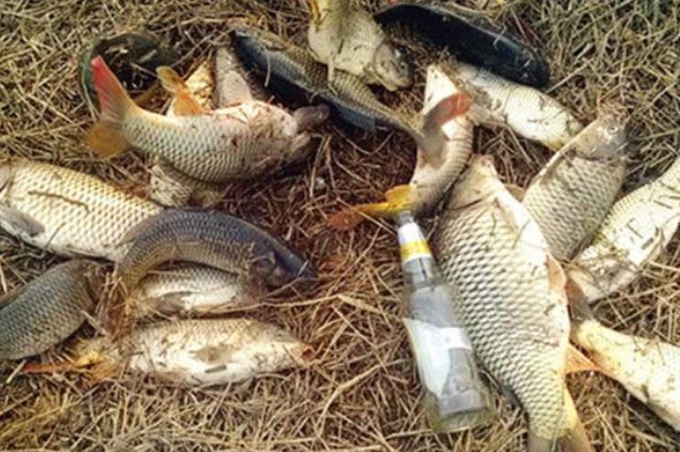 钓鲫鲤鱼用什么饵,钓鲫鲤鱼组合饵