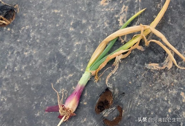 洋葱烂根软腐用啥药最好,洋葱苗期根腐病用什么药