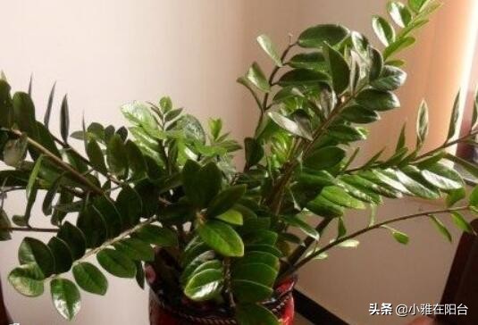 金钱树叶子种植选择嫩叶还是老叶,金钱树如何养护叶片油亮