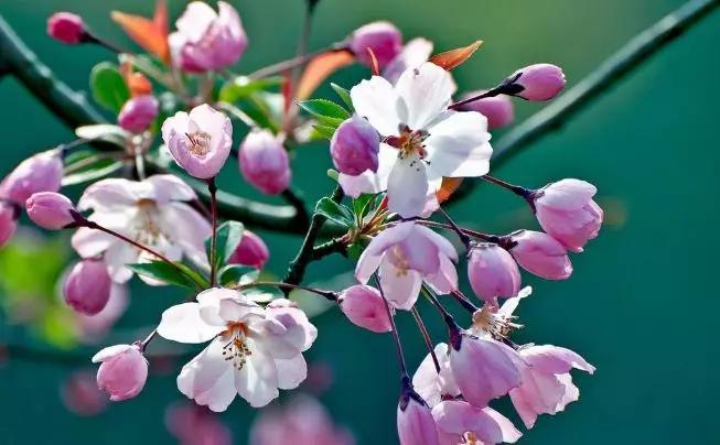 杨万里描写四季的古诗词,杨万里描写春天的诗句