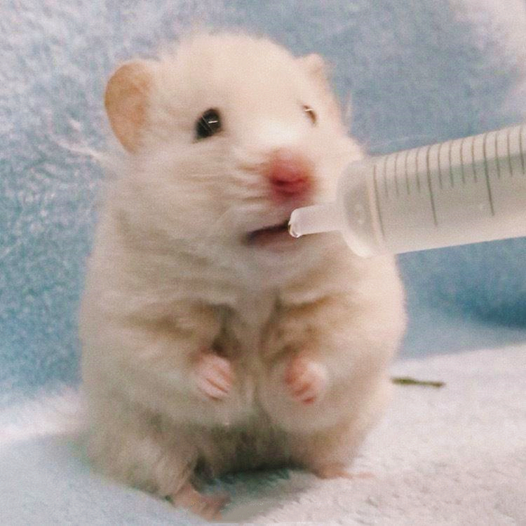 仓鼠试吃肥宅快乐水，因味道太好表示还要喝，但主人坚决不喂