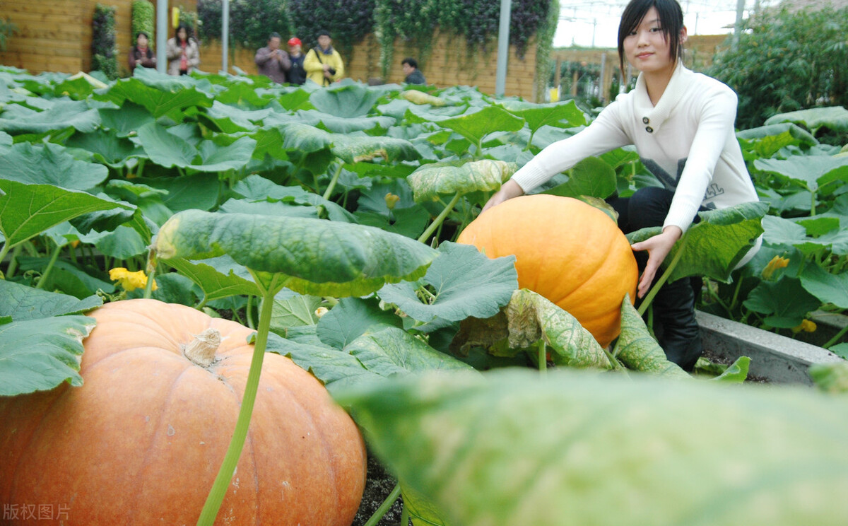 南瓜种植的注意事项有哪些,南瓜什么时候种植最合适呢