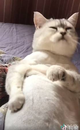 洗发水能不能去除猫身上跳蚤,猫猫身上的跳蚤怎么去除