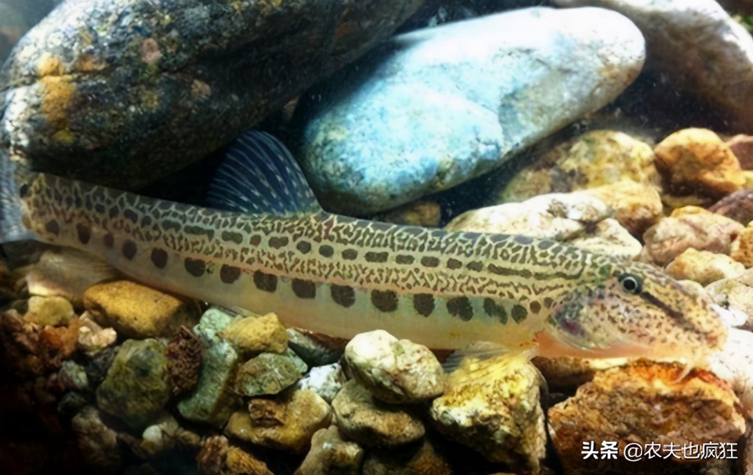 酷似泥鳅，俗称“花泥鳅”，至今不知道学名，你认识吗？