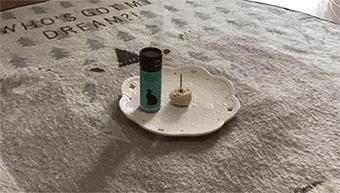 我们败了两款新型“猫*品毒**”孝敬主子，你猜哪种比较受猫欢迎？