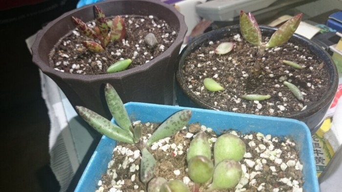 多肉群生柠檬玫瑰,花鹿水泡多肉