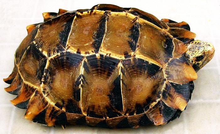 世界陆龟图鉴,世界稀有物种陆龟