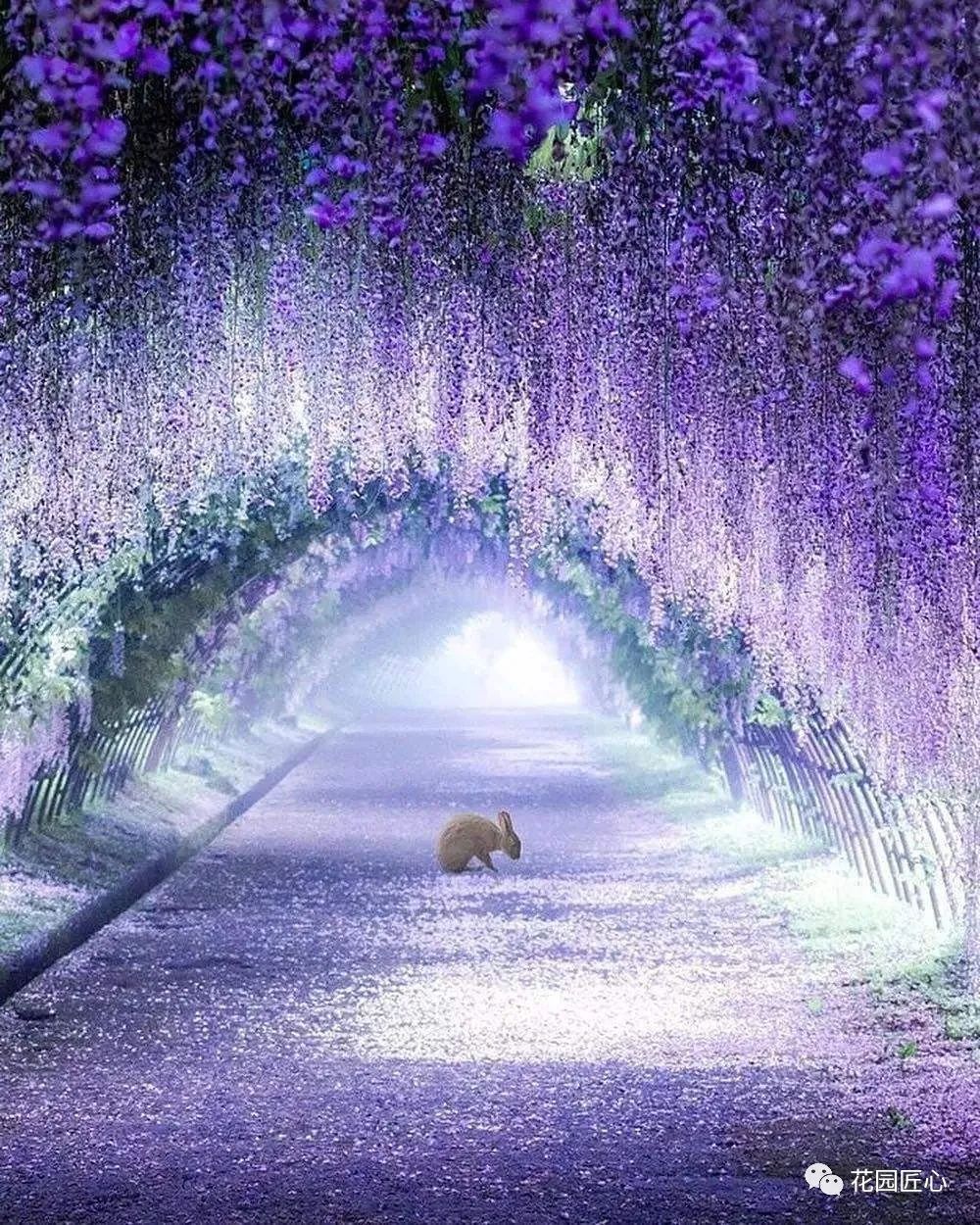 紫藤花开不负春光不负卿什么意思,紫藤花开岁月静好