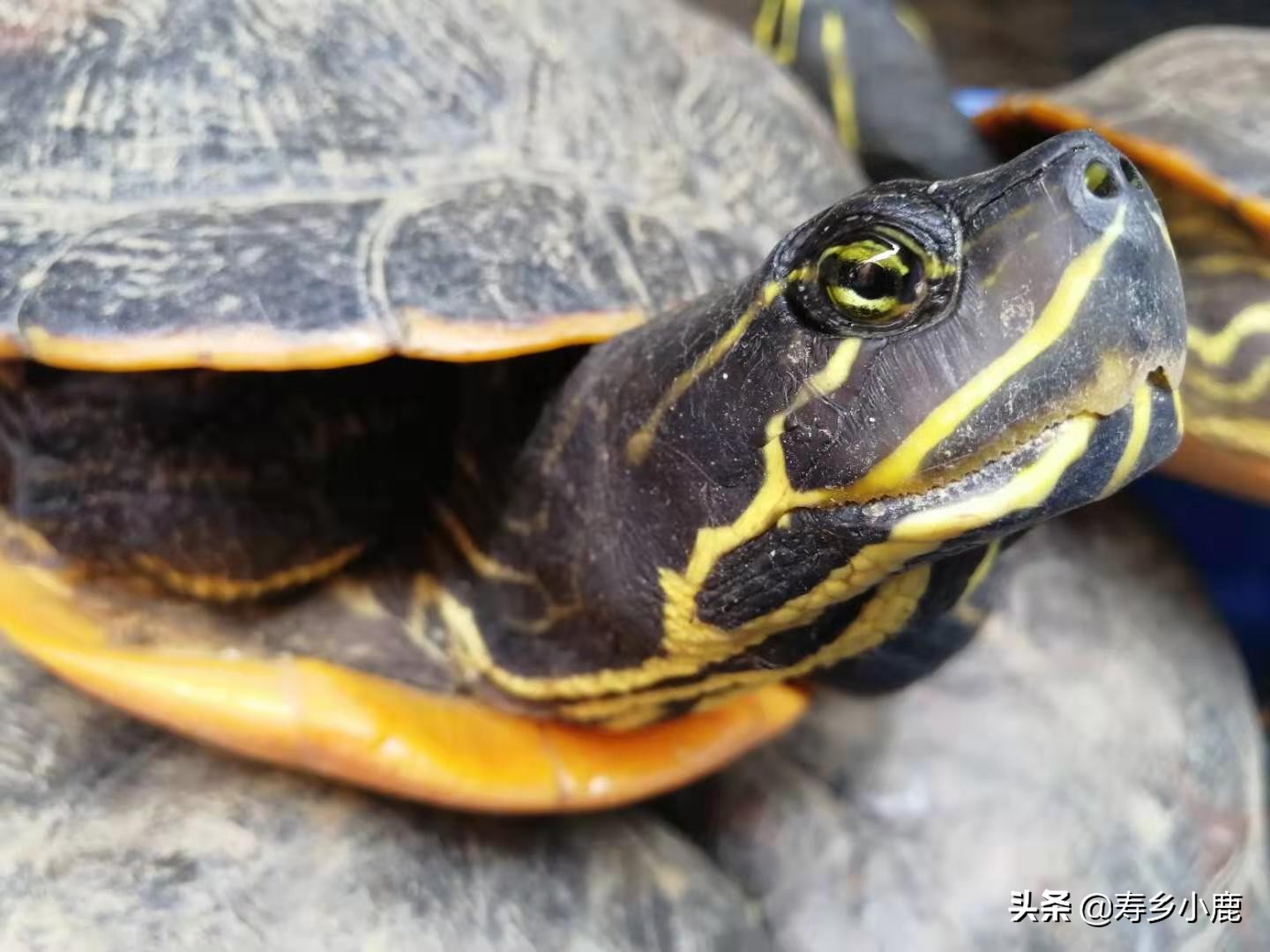 水龟怎么养可以去除真菌,水龟怎么防治腐皮