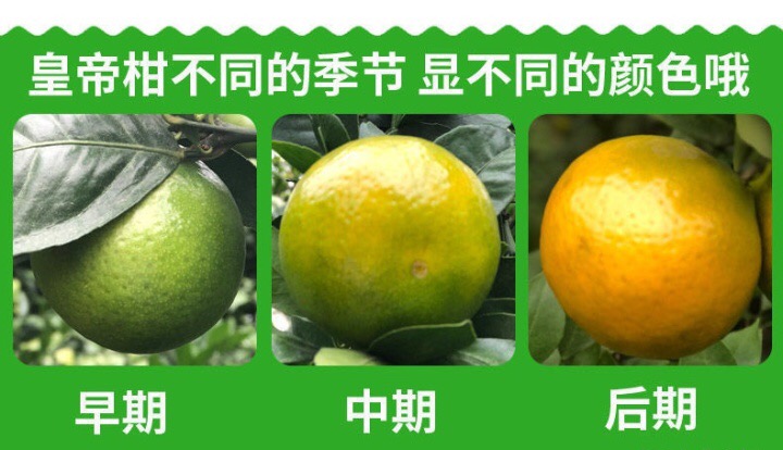 皇帝柑口感最好的时间,新鲜的皇帝柑是怎样的