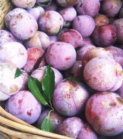 正宗的三华李水果,摘三华李酸甜脆口特解馋