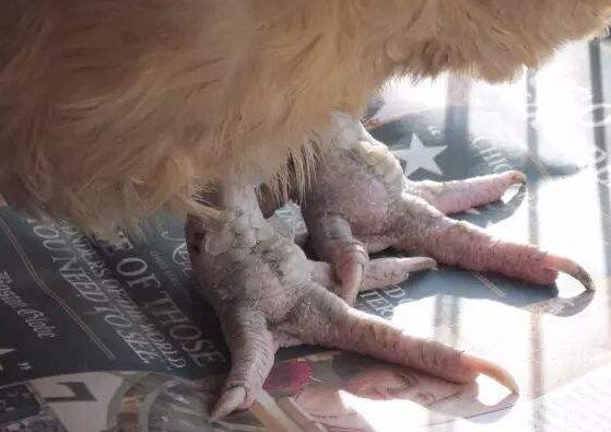 鸡得了痛风病怎么办,鸡痛风症状表现图片大全