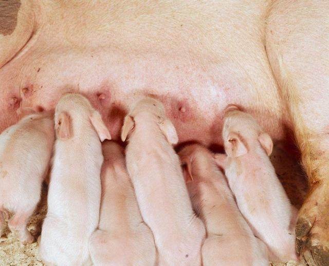 母猪乳房炎防治及措施,母猪得了乳房炎打什么针最好