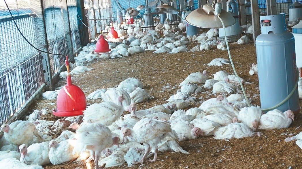 家禽禽流感的主要症状及防控措施,家禽禽流感治疗的土方法