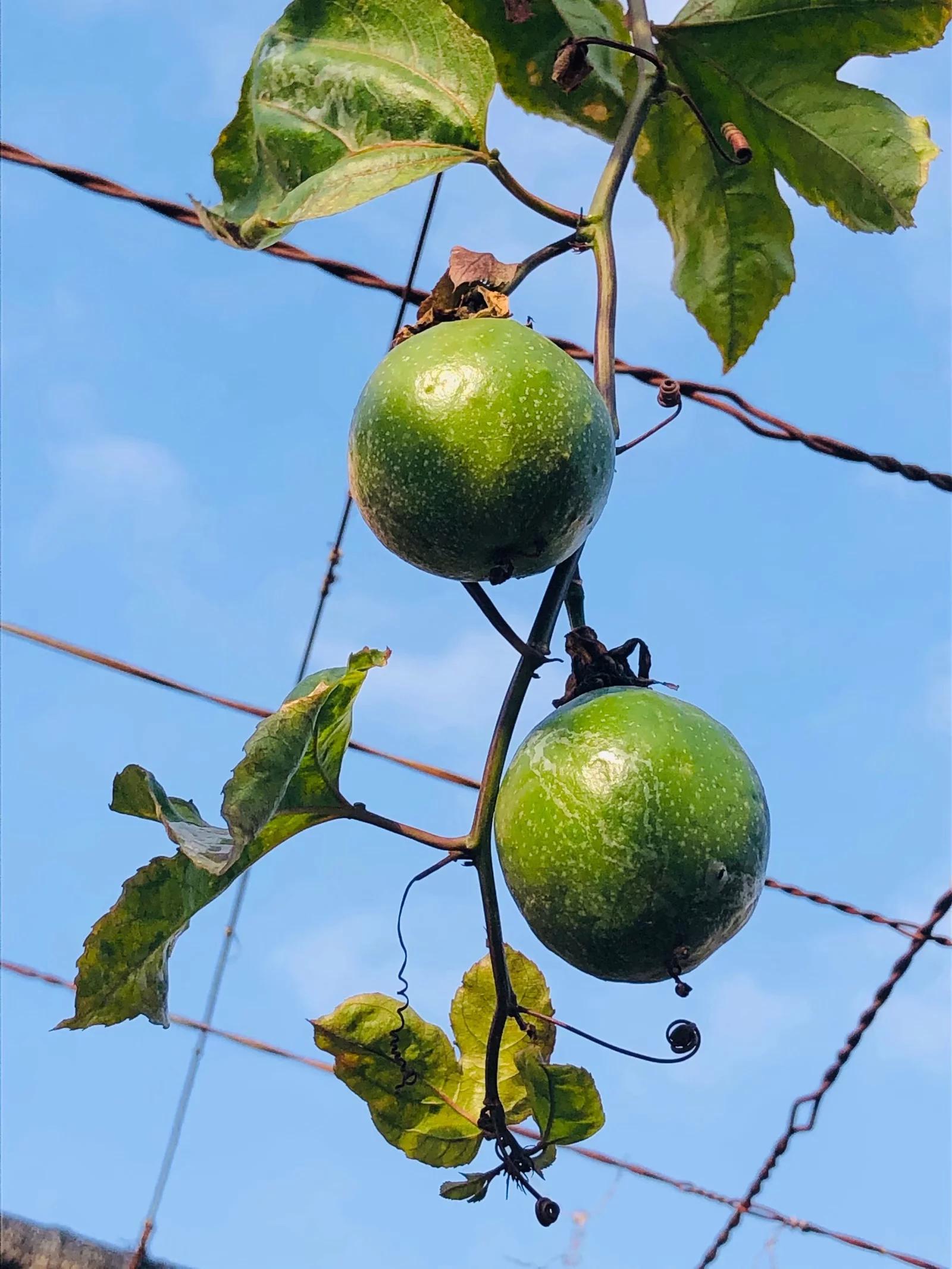 百香果果汁如何调配,石榴百香果苹果果汁