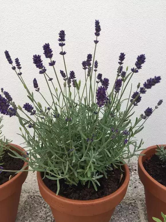 冬季助眠好养的花,什么花最好养又有助睡眠